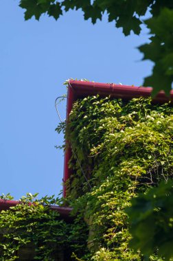 Sarmaşıkla kaplı damdaki drenaj.