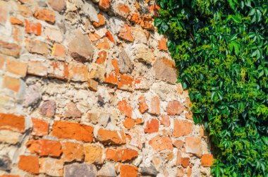 Tuğla Duvarda Kendine Yapışan Asma Bitkileri