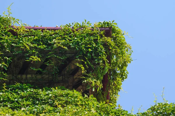Дренаж с крыши, покрытой смолой с Айви — стоковое фото
