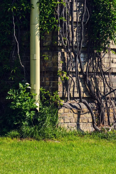 Drainage from the Roof Covered with Ivy