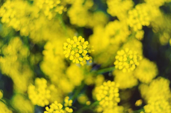 Yellow Wildflowers Background — Stock Photo, Image
