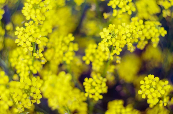 Keltaisten luonnonvaraisten kukkien tausta — kuvapankkivalokuva