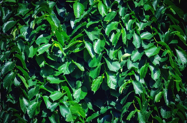 Layout delle foglie verdi . — Foto Stock