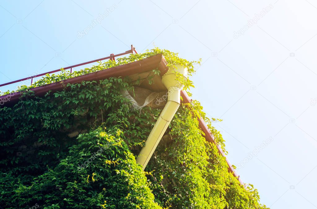 Drainage from the Pitched Roof Covered with Ivy