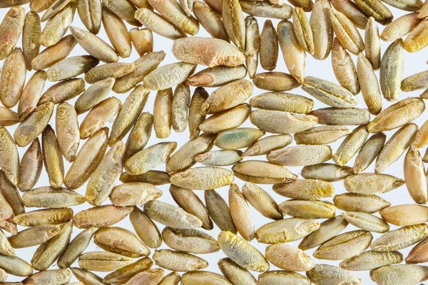 Wheat Grain Background Close Up