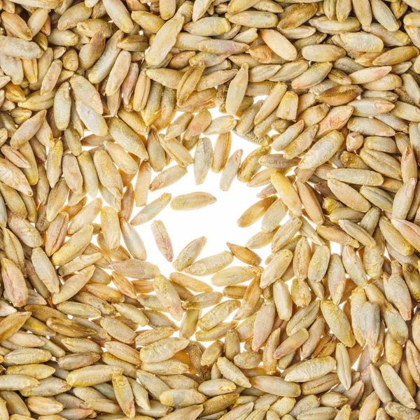 Wheat Grain on White