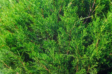 Thuja Kozalaklı Bitki Dokuları.