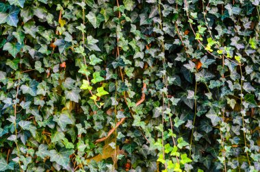 Ivy Doku Boş Arkaplan