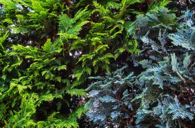 Thuja Kozalaklı Bitki Dokuları.