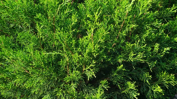 Thuja Coniferous Texture vegetale . — Foto Stock