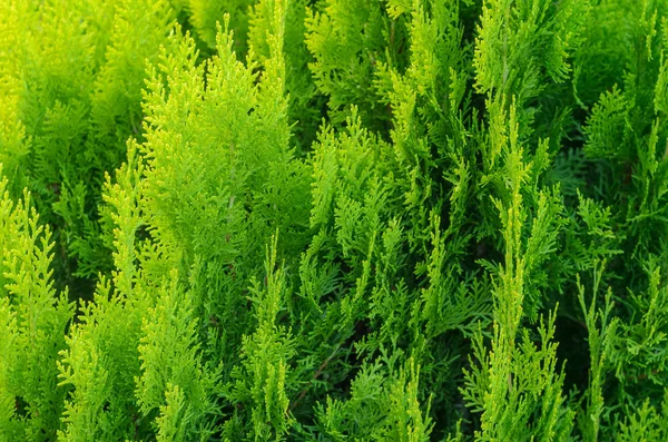 Thuja Coniferous Texture vegetale . — Foto Stock