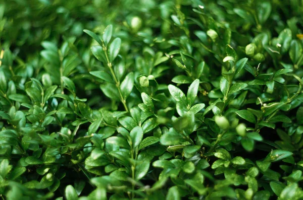Πράσινο φύλλα φυτικό υπόβαθρο — Φωτογραφία Αρχείου