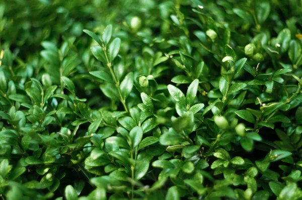 Green Leaves Plant Background — Stock Photo, Image