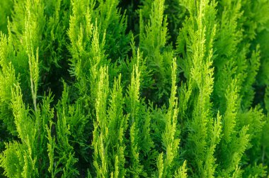 Thuja Kozalaklı Bitki Dokuları.