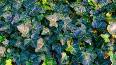 Ivy Doku Boş Arkaplan