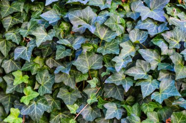 Ivy Doku Boş Arkaplan