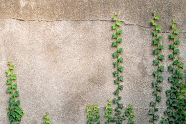 Ivy Gri Beton Duvarda