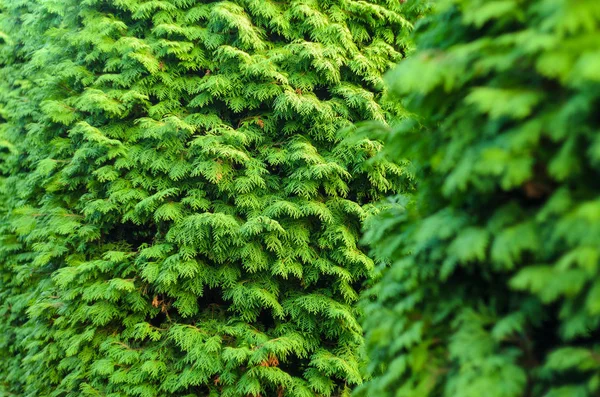 Thuja Coniferous Texture vegetale . — Foto Stock