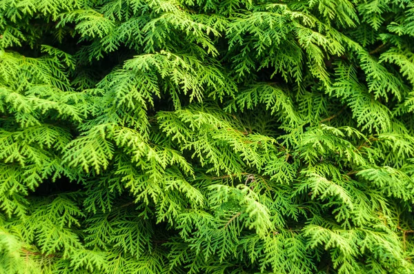 Thuja Coniferous Texture vegetale . — Foto Stock