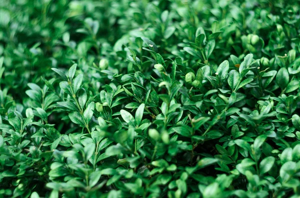 Zelené listy rostlinné pozadí — Stock fotografie