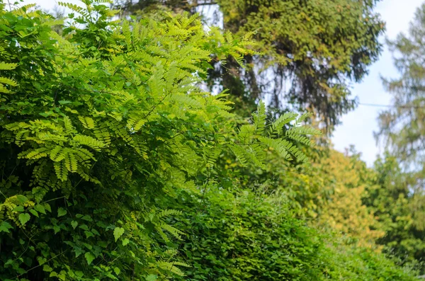 Grüne Blätter pflanzen Hintergrund — Stockfoto