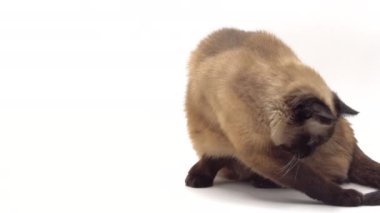 Tayland Kedisi Beyaz Arkaplan Stüdyosu Çekimi 'nde kuyruğunu kovalıyor. Komik Hayvan Konsepti