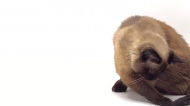 Tayland Kedisi Beyaz Arkaplan Stüdyosu Çekimi 'nde kuyruğunu kovalıyor. Komik Hayvan Konsepti