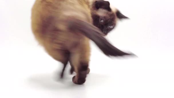 Thai Cat Persiguiendo Cola Blanco Fondo Studio Shot Concepto Divertido — Vídeo de stock