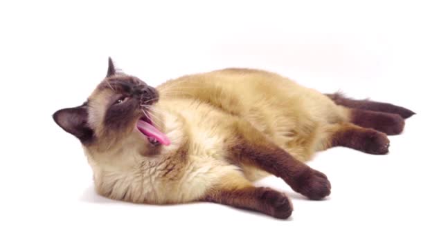 Studio Shot Zawning Lying Domestic Thai Cat White Background Slow — стоковое видео