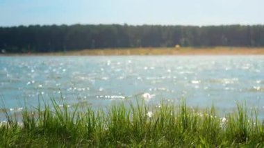 Nehrin kıyısında yaz manzarası. Gökyüzü. Rüzgâr. Kumsal. Çimenler. Kuşlar. Bulanık Arkaplan
