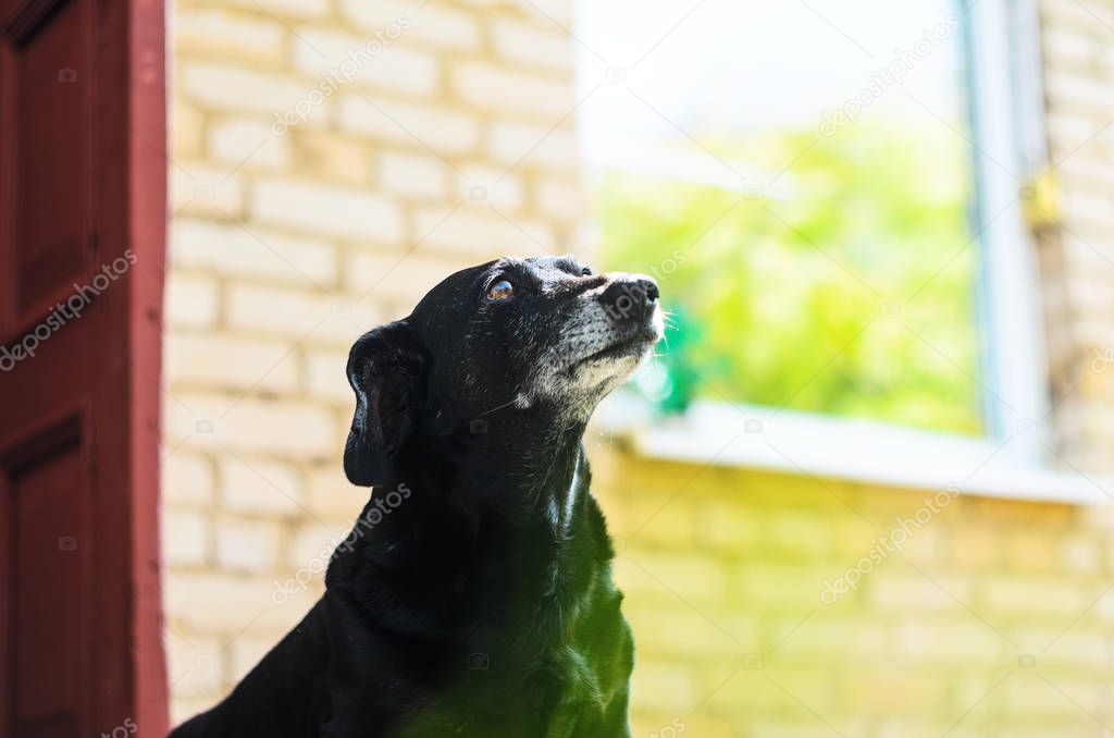 Portrait of an old dachshund dog