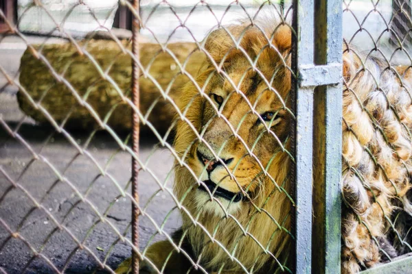 Lejonet i fångenskap i ett zoo bakom galler. — Stockfoto