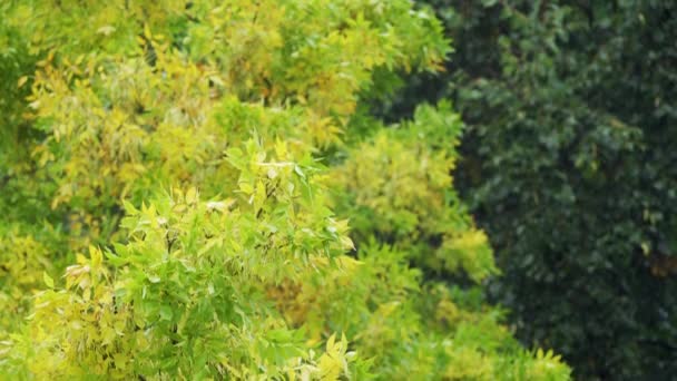 Feuillage jaune au début de l'automne. Jour de pluie. Fond de mauvais temps. Changement de saison 