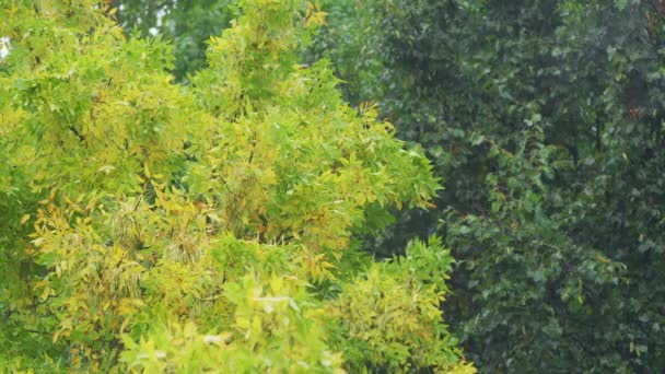 노란색 가을에 비오는 악천후 계절의 — 비디오