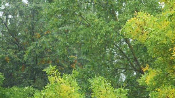 Желтая Листва Ранней Осенью Дождливый День Плохой Климат Изменение Времен — стоковое видео