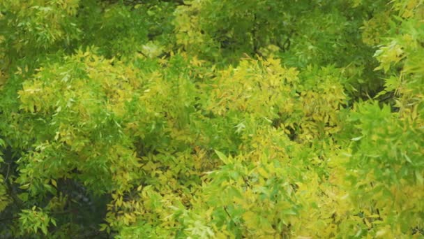 Žluté Listí Začátku Podzimu Deštivý Den Špatné Počasí Změna Ročních — Stock video