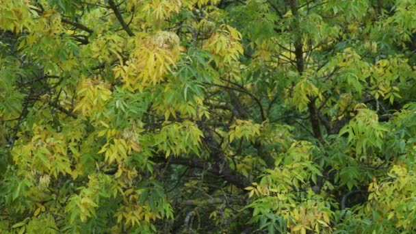 Dedaunan Kuning Awal Musim Gugur Hari Hujan Latar Belakang Cuaca — Stok Video