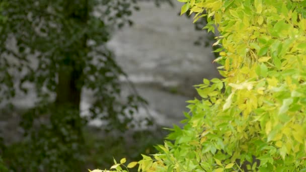 Žluté Listí Začátku Podzimu Deštivý Den Špatné Počasí Zaměření Louže — Stock video