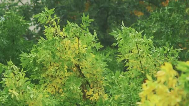 Yellow Foliage Early Autumn Rainy Day Bad Weather Background — Stock Video