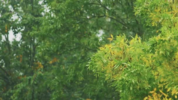 初秋に黄色い葉 雨の日 悪天候の背景 — ストック動画