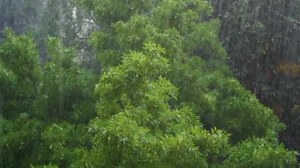 Opadavý Les Pod Tlakem Bouře Stromy Houpají Větru Deštivého Dne — Stock video