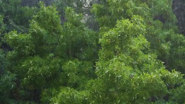폭풍우의 압박을 낙엽수림 바람에 휘날리는 나무들 — 비디오