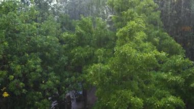 Fırtınanın baskısı altında yaprak döken orman. Yağmurlu bir günde ağaçlar.