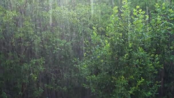 在风暴的压力下的落叶森林 雨天的树 — 图库视频影像