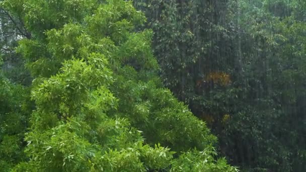 폭풍우의 압박을 낙엽수림 — 비디오