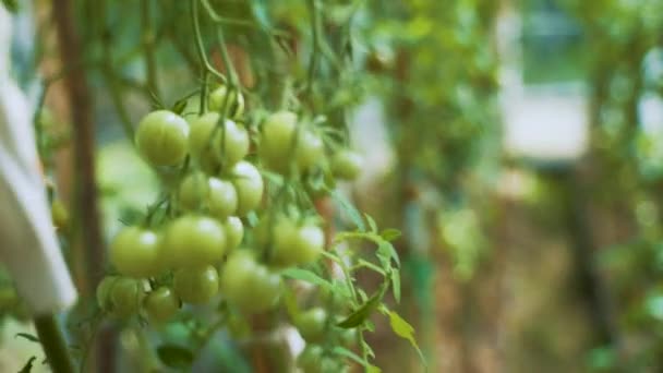 Ramas Atadas Con Tomates Verdes Concepto Cultivar Verduras Invernadero Casero — Vídeos de Stock