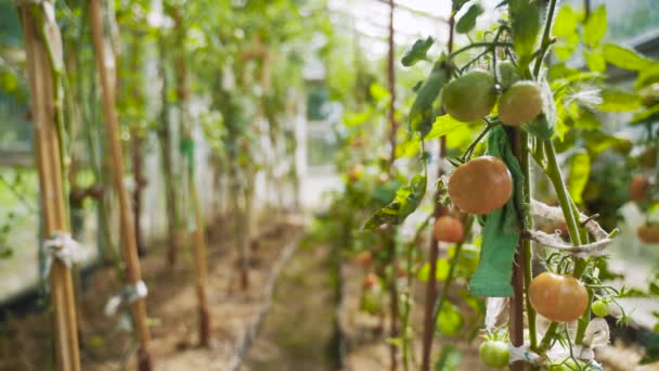 Grenar Med Gröna Tomater Begreppet Odla Grönsaker Ett Hem Växthus — Stockvideo