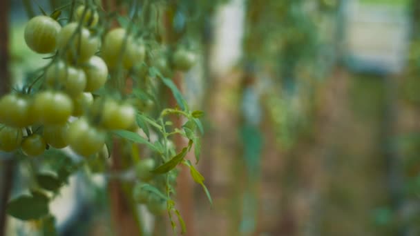 Tomates Ramos Atados Pau Amadurecem Uma Estufa Close Tiro Mão — Vídeo de Stock