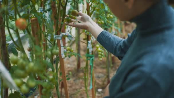 Nainen Viljelijä Tarkastaa Kirsikkatomaatit Oksilla Kasvatamme Kypsytämme Vihanneksia Kasvihuoneessa Lähemmäs — kuvapankkivideo