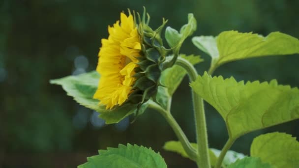 Solros Helianthus Annuus Gungar Linda Pollinering Ett Närbild Sidoutsikt Handhållen — Stockvideo